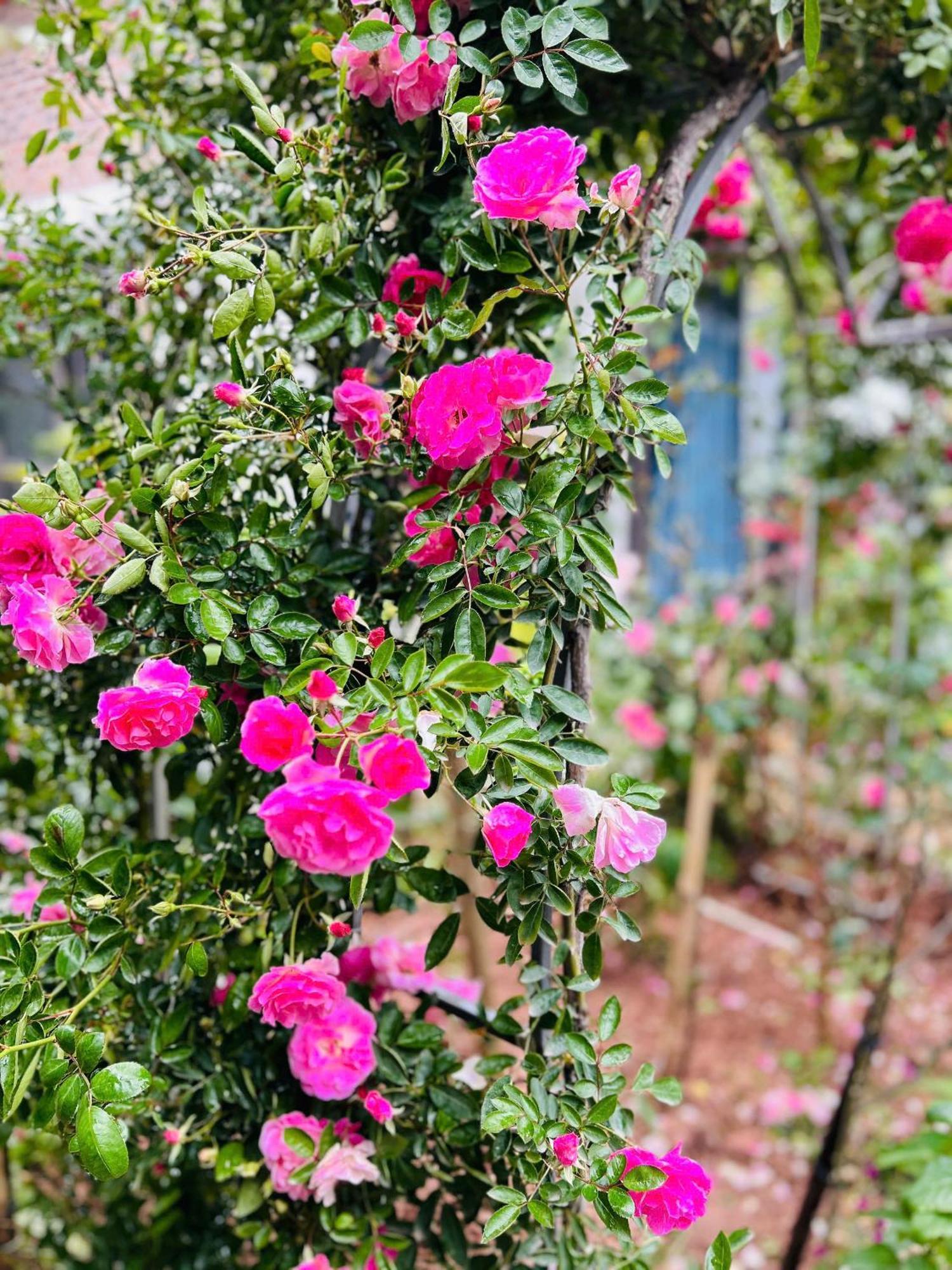 Tam Coc Boutique Garden Hotell Ninh Bình Exteriör bild